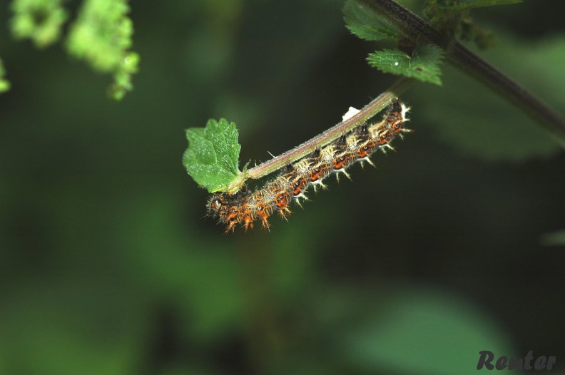 C-Falter (Polygonia c-album)